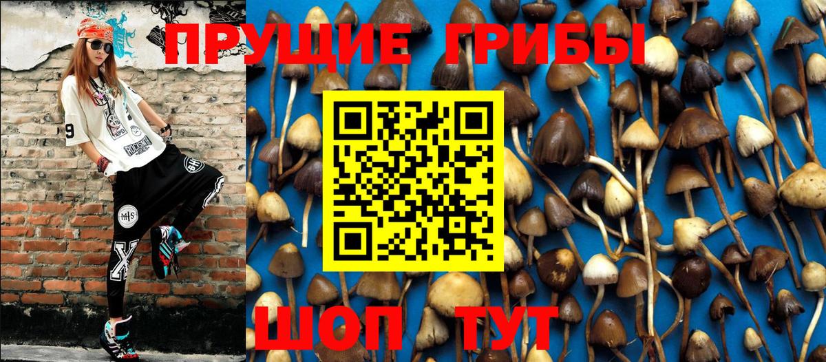 Галлюциногенные грибы Psilocybe Переславль-Залесский